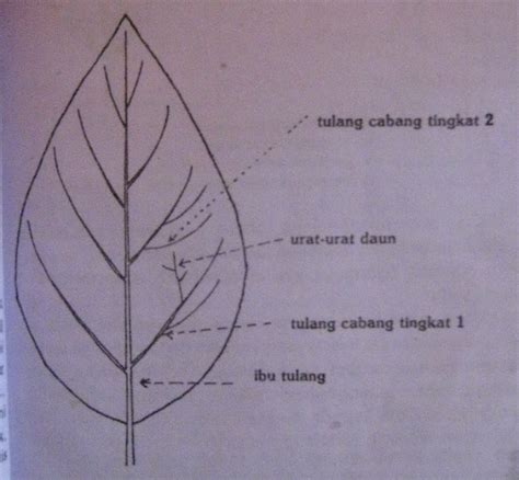 KLASIFIKASI TUMBUHAN BERBIJI: Susunan Tulang Daun