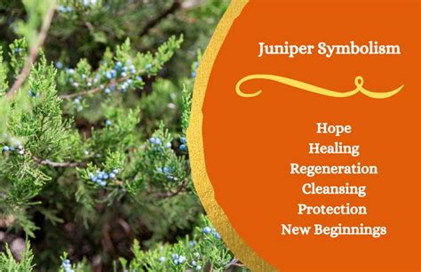 Juniper - Meaning and Symbolism - Symbol Sage