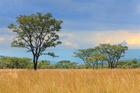 15+ Savanna Plants List - Most Common Types in African Biomes