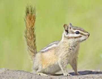 20 Types of Chipmunks: Species, Identification, and Photos