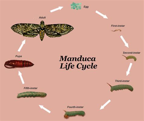 Manduca Anatomy & Life Cycle | Molecular Ecology