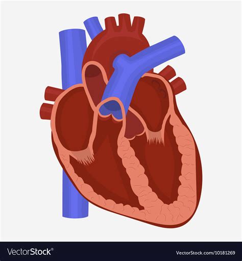 Heart Images Anatomy