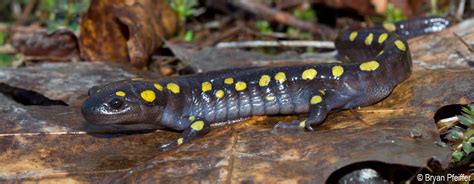 Spotted Salamander | Vermont Center for Ecostudies