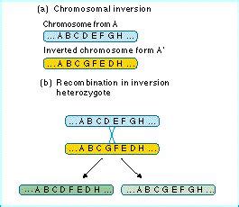 Evolution - A-Z - Chromosomal inversion