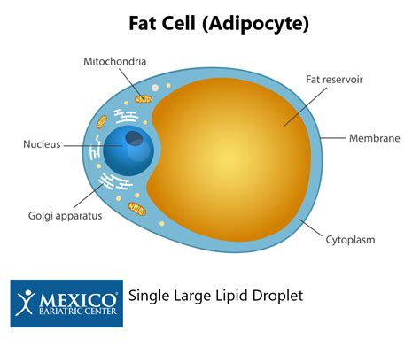 Does Bariatric Surgery Improve Adipose Tissue Function? - Fat Tissue