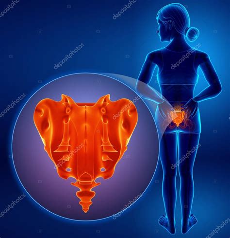 3d illustration of sacrum bone pain — Stock Photo © pixdesign123 #145341377