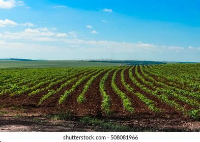 Sugar Cane Plantation Countryside Brazil Stock Photo 508081966 | Shutterstock