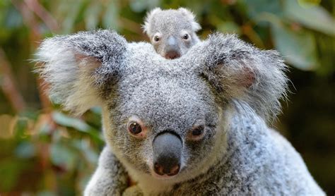 Australia zoo introduces its first baby koala for the season - Australian Geographic