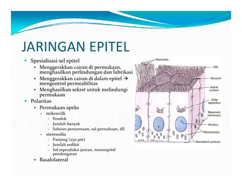 Anfiswan k2-1 - jaringan epitel