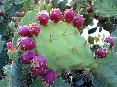 File:Prickly pear cactus beed.jpg - Wikipedia