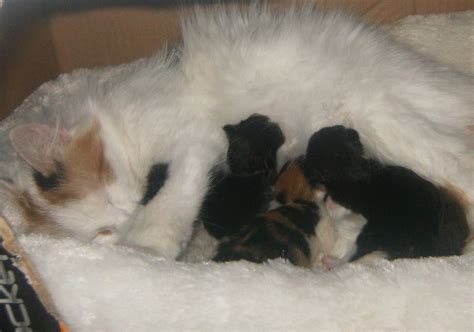 Newborn Kitten Development Timeline: What You Need to Know - PetHelpful