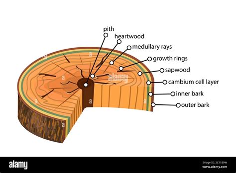 Tree trunk cross section diagram hi-res stock photography and images - Alamy