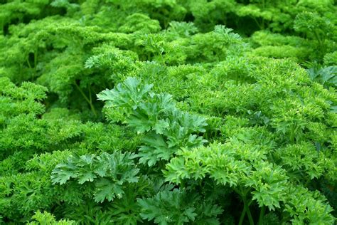 Parsley: How to Plant, Grow, and Harvest Parsley Plants | The Old ...