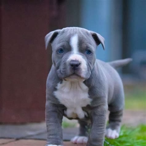 We have Blue nose pitbull puppies and Red nose pitbull puppies for sale. | Pitbull puppies for ...