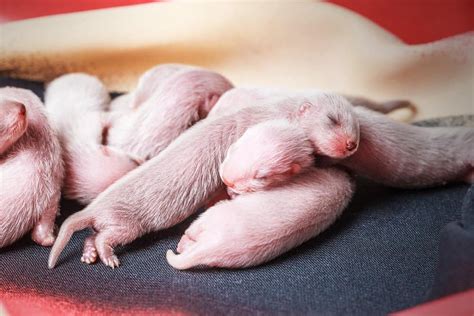 Ferret Babies - IMP WORLD