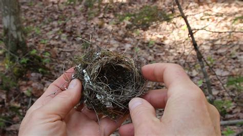 How Long Does It Take To Build A Bird Nest - Bird Walls