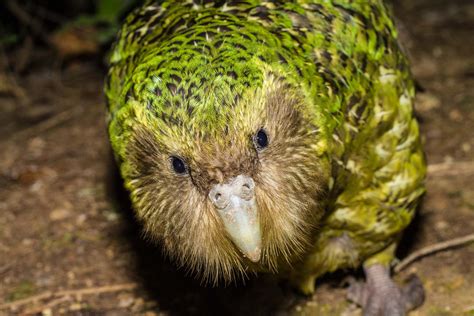 NZ Birds - Natures Eye