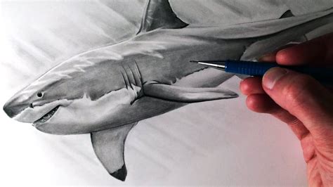 How To Draw A Great White Shark Easy