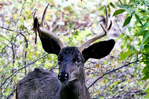 Rare black deer in Moab area died of chronic wasting disease