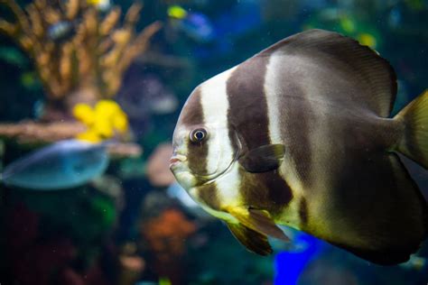 Batfish Care Guide - Types, Tank & More » Petsoid