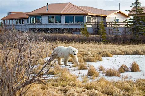 How To See Churchill Polar Bears In The Wild - Adventure Family Travel - Wandering Wagars