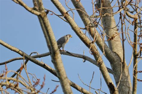 Peregrine Falcon Hunting Prey Stock Image - Image of environment, predator: 104807991