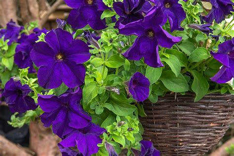 19 of the Best Purple Petunia Varieties - Barclay Bryan Press