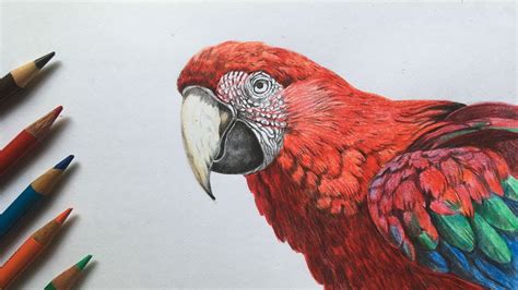 Macaw Drawing Pencil