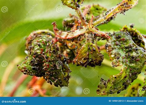 Black Aphids on the Leafs of an Apple Tree Stock Image - Image of aphids, danger: 149812813