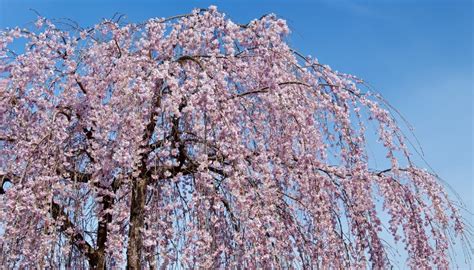 12 Gorgeous Weeping Cherry Tree Varieties for Your Landscape - Rennie Orchards