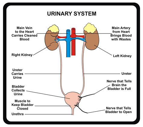 Baliga Diagnostics Pvt Ltd Fever and burning when passing urine - Understanding Urinary Tract ...