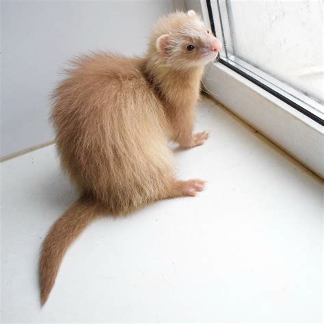 Adorable Ferret for Sale - Happy Ferret