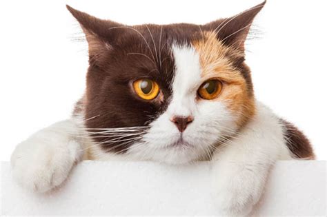 Calico Cat Colours Explained (With Photos) - Cat-World