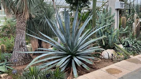 Blue agave | Kew