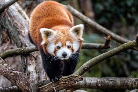 Double joy at Zoo Prague. Red panda cubs born