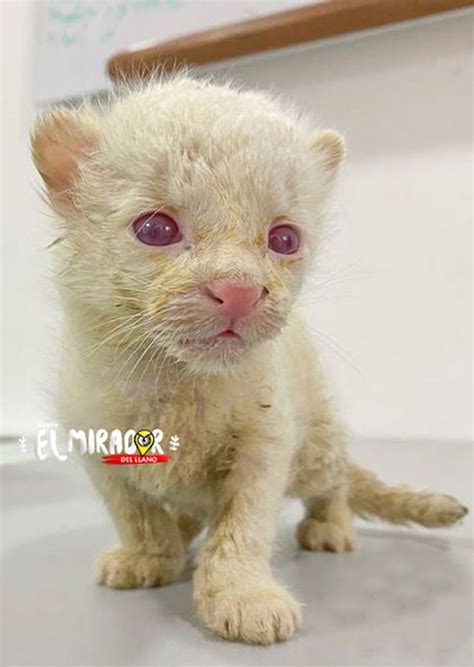 Albino jaguar in 2022 | Albino, Animals, Cats