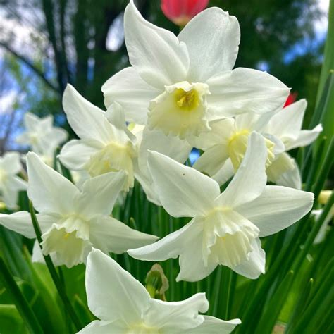 White Narcissus Flower Essence – Bane Folk