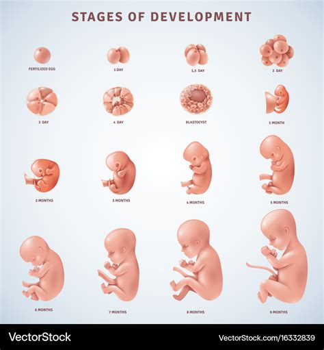 Fetal Development Stages