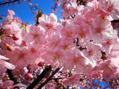 The Significance Of The Cherry Blossoms In Japan