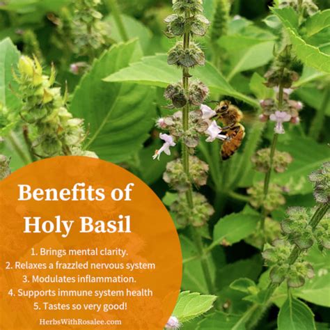 Health Benefits of Tulsi