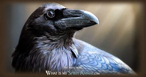 Raven Symbolism & Meaning | Raven Spirit Animal & Totem