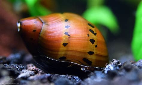 Mystery Snail Varieties - Chelsie Aquarium