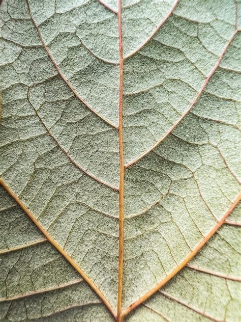 Close-Up Photo of Leaf Veins · Free Stock Photo