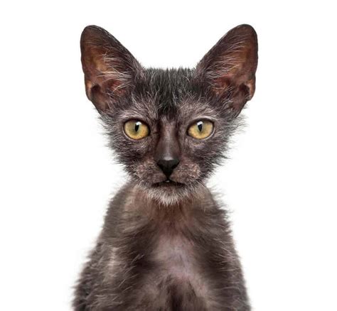 Lykoi Cat: Is It A Best Match For You?