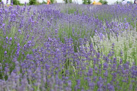 Lavender Flower Field · Free Stock Photo