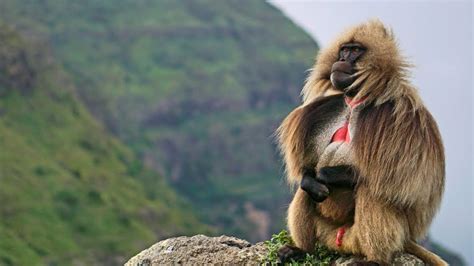 National Geographic Documentary – King of the Mountain Baboons – BBC NatGeo WIld | Buzz Ethiopia