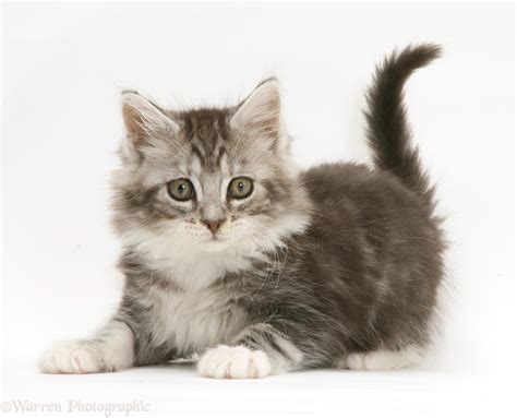 Playful grey tabby Maine Coon kitten photo WP41497