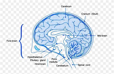 Find hd Draw A Labelled Diagram Of A Section Of Human Brain - Human ...