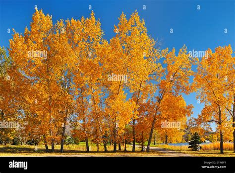 Aspen trees in autumn color, Katepwa Point, Saskatchewan, Canada Stock Photo - Alamy