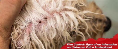 Flea Control: Signs of an Infestation and When to Call a Professional